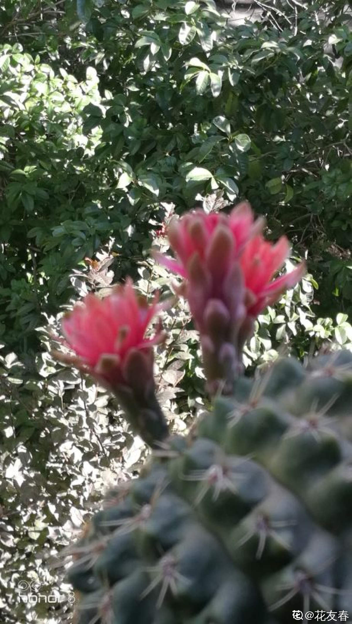 盛夏花语 各位花友早上好 奇形的绯花玉 还在继续开花