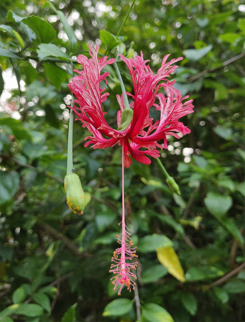 吊灯扶桑，你来看此花时