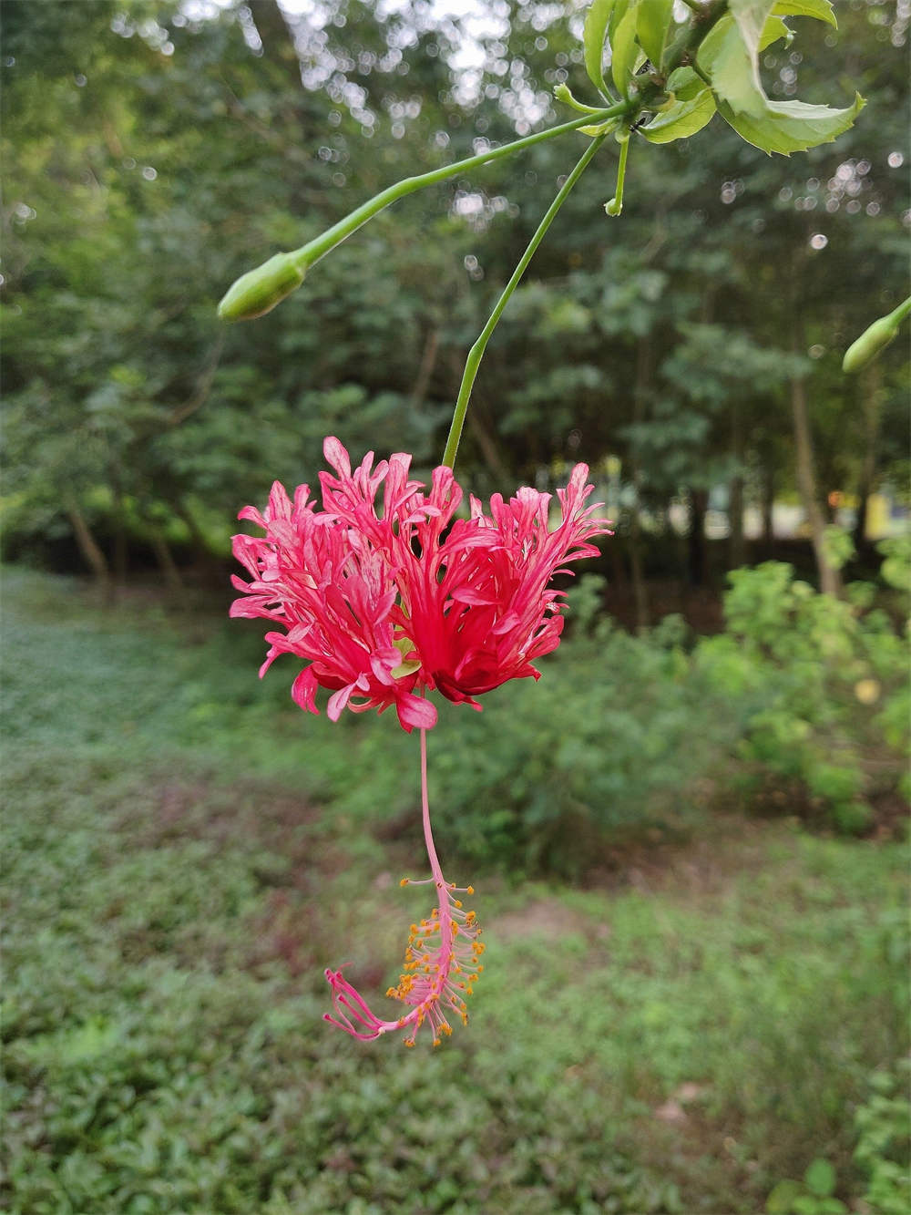 吊灯扶桑，你来看此花时