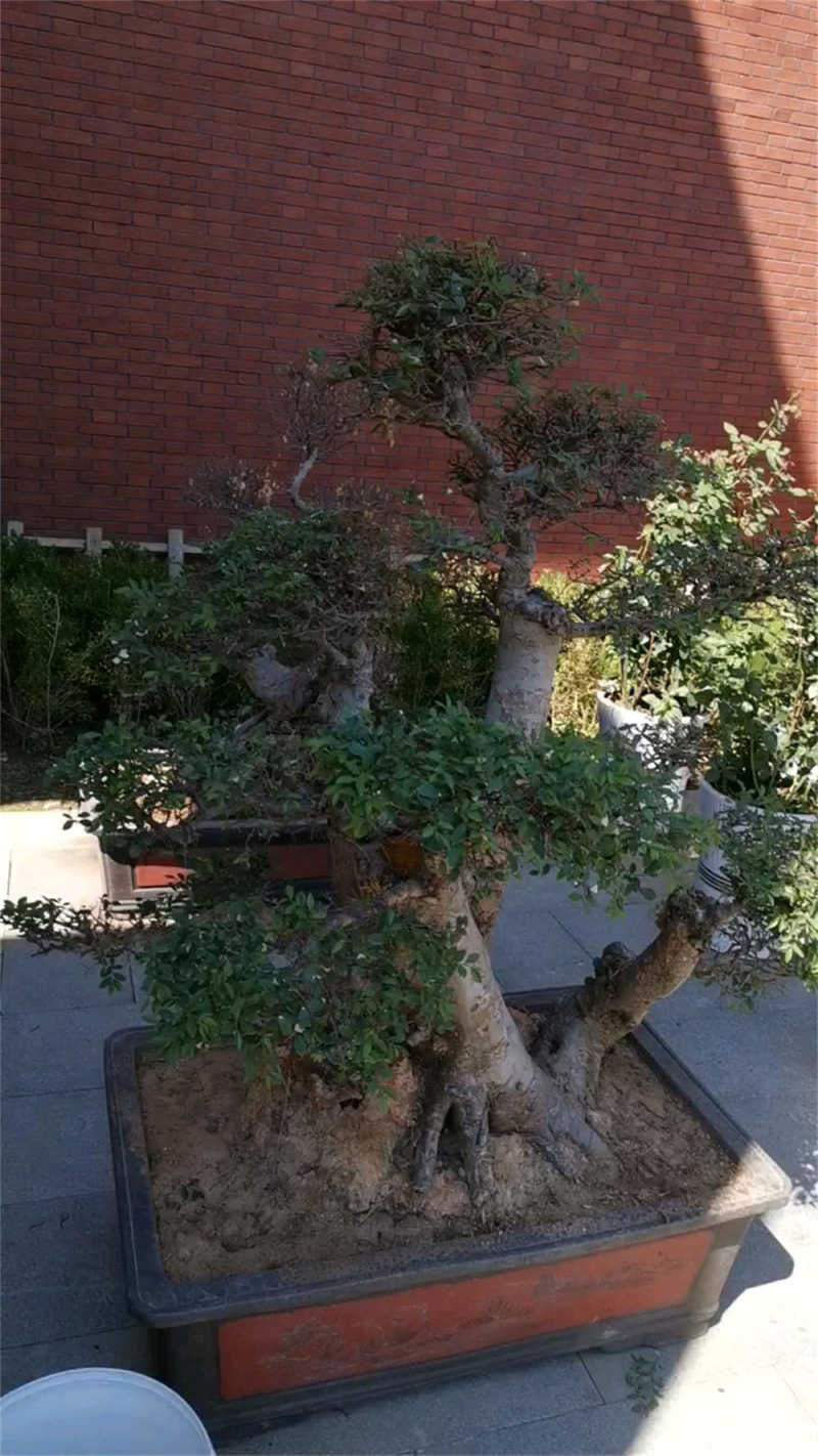 小榆树盆景造型方法