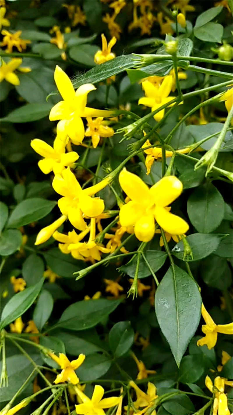 迎春花有几种品种