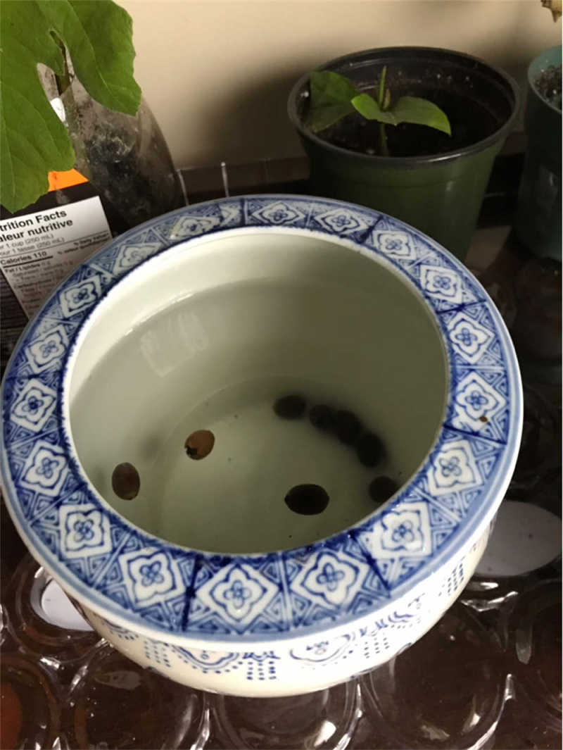 睡莲种子
