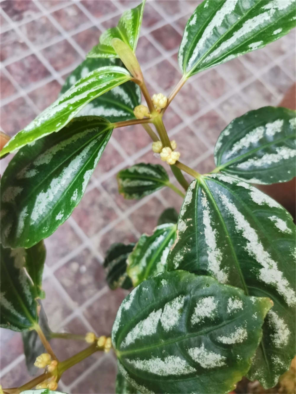 花叶冷水花