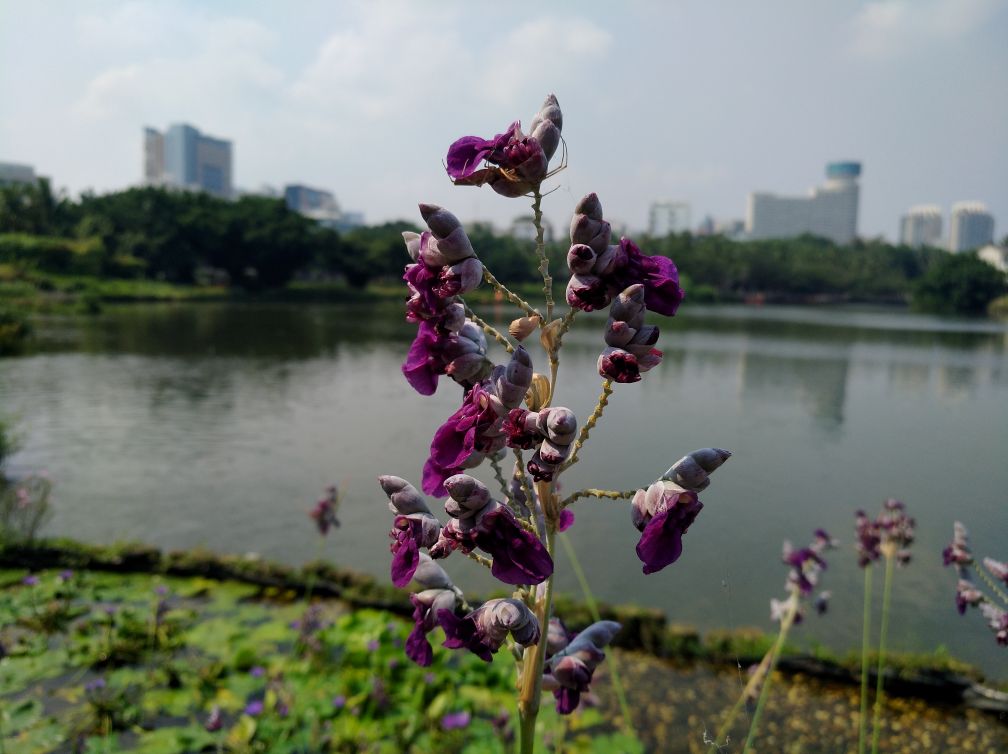 再力花养多长时间会开花