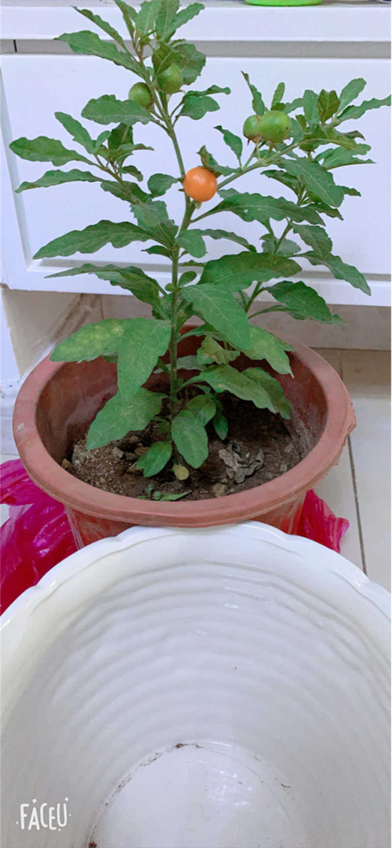 冬珊瑚叶子蔫了怎么补救