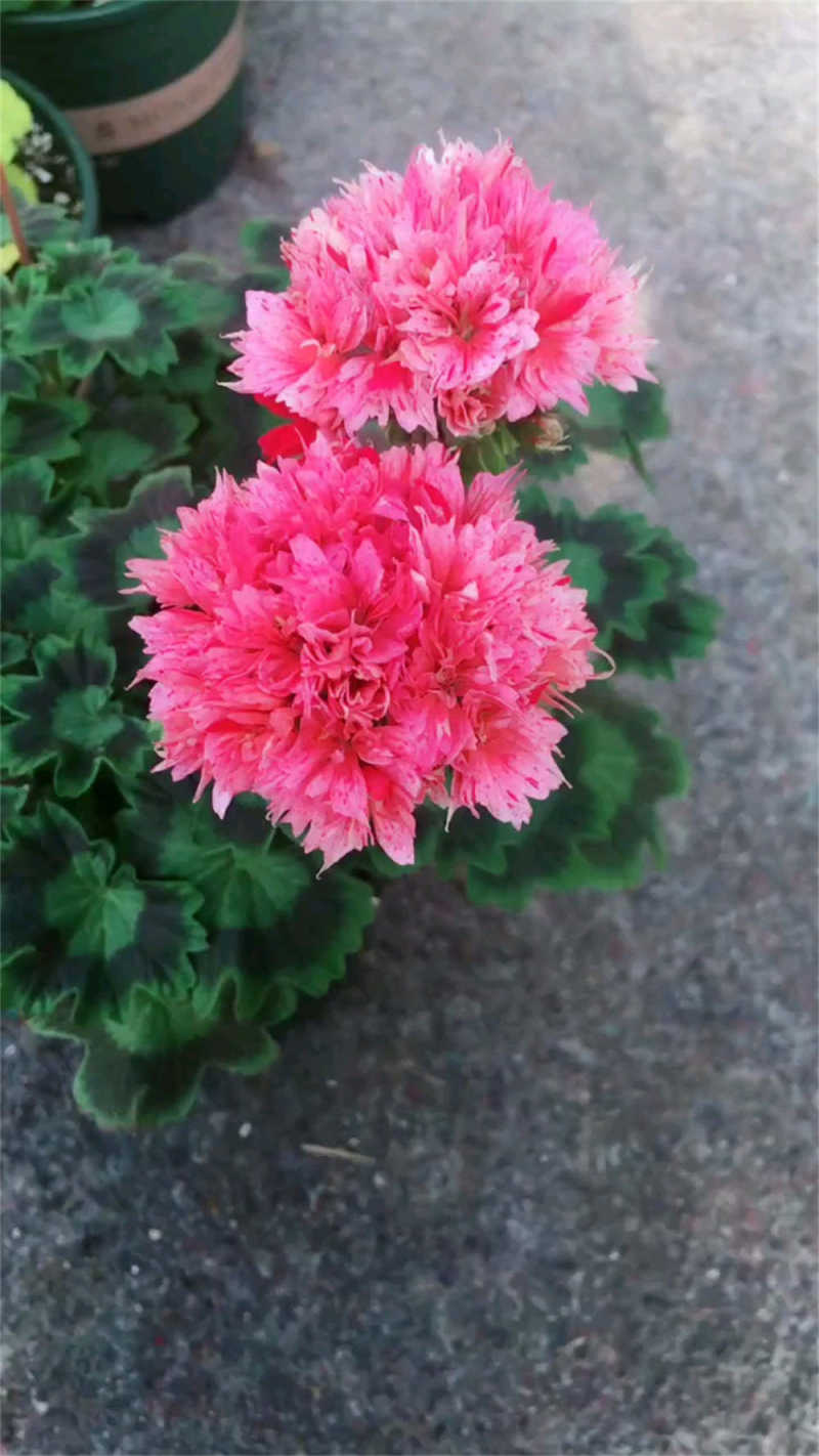 枫叶天竺葵的养殖方法耐寒吗