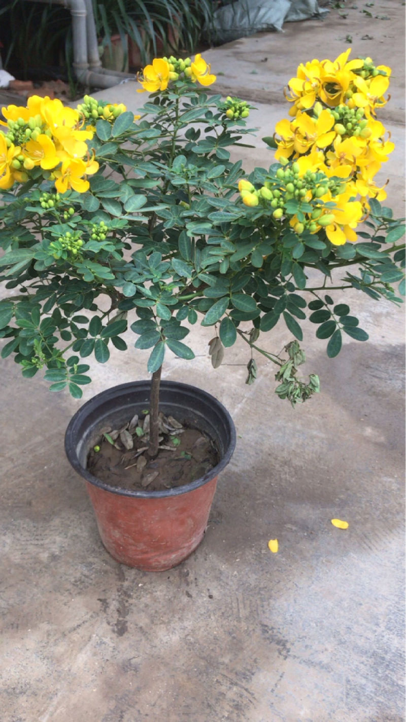 黄金梅养殖方法和注意事项