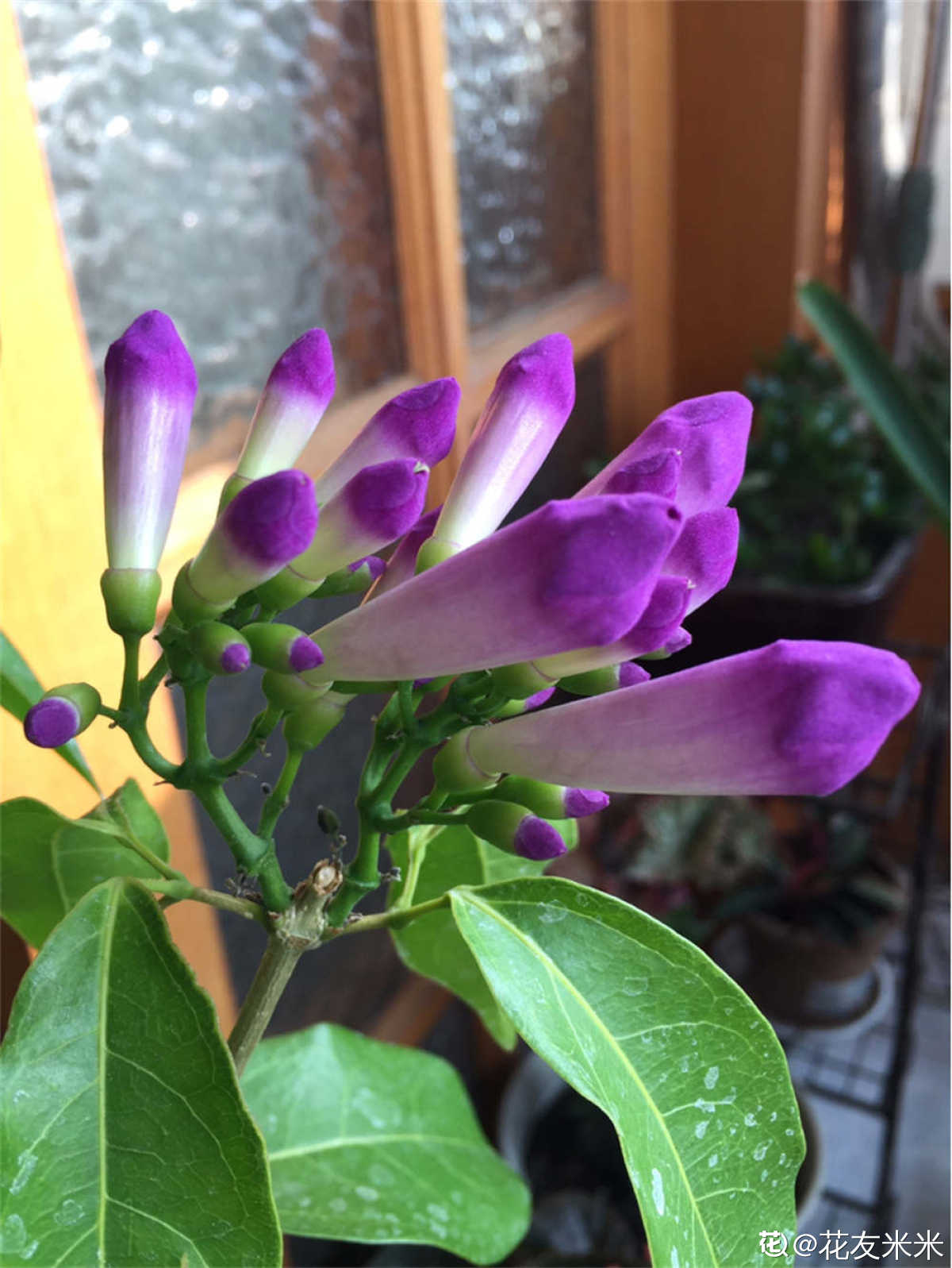 紫色蒜香藤