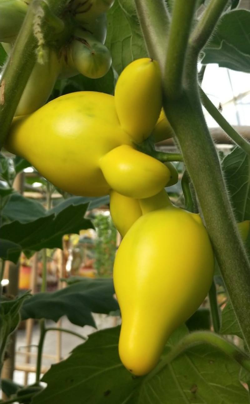 乳茄的种植方法和时间