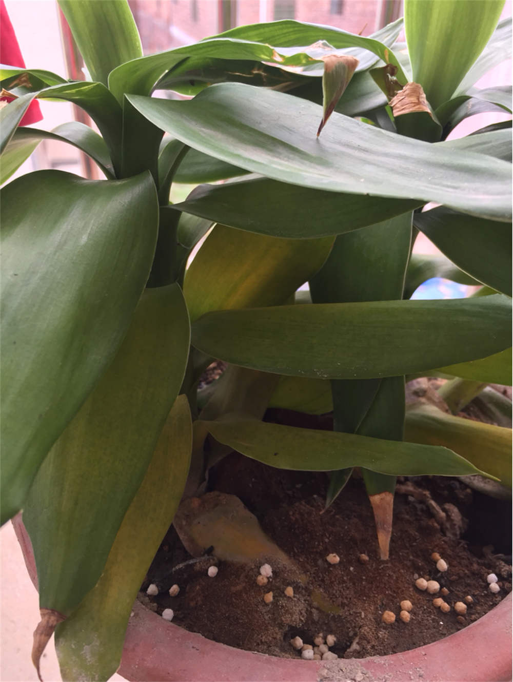 观音竹土培的养殖方法和注意事项 花百科