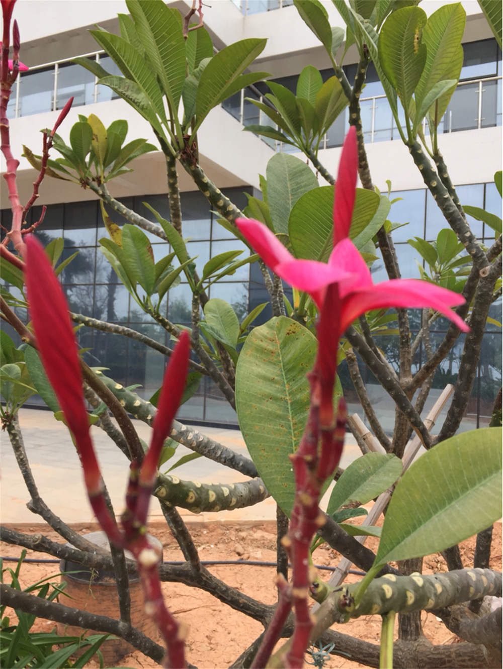 红鸡蛋花摄影
