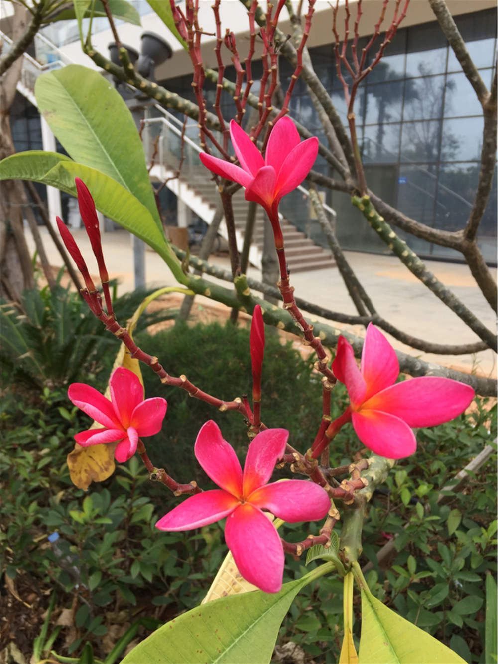 红色的鸡蛋花