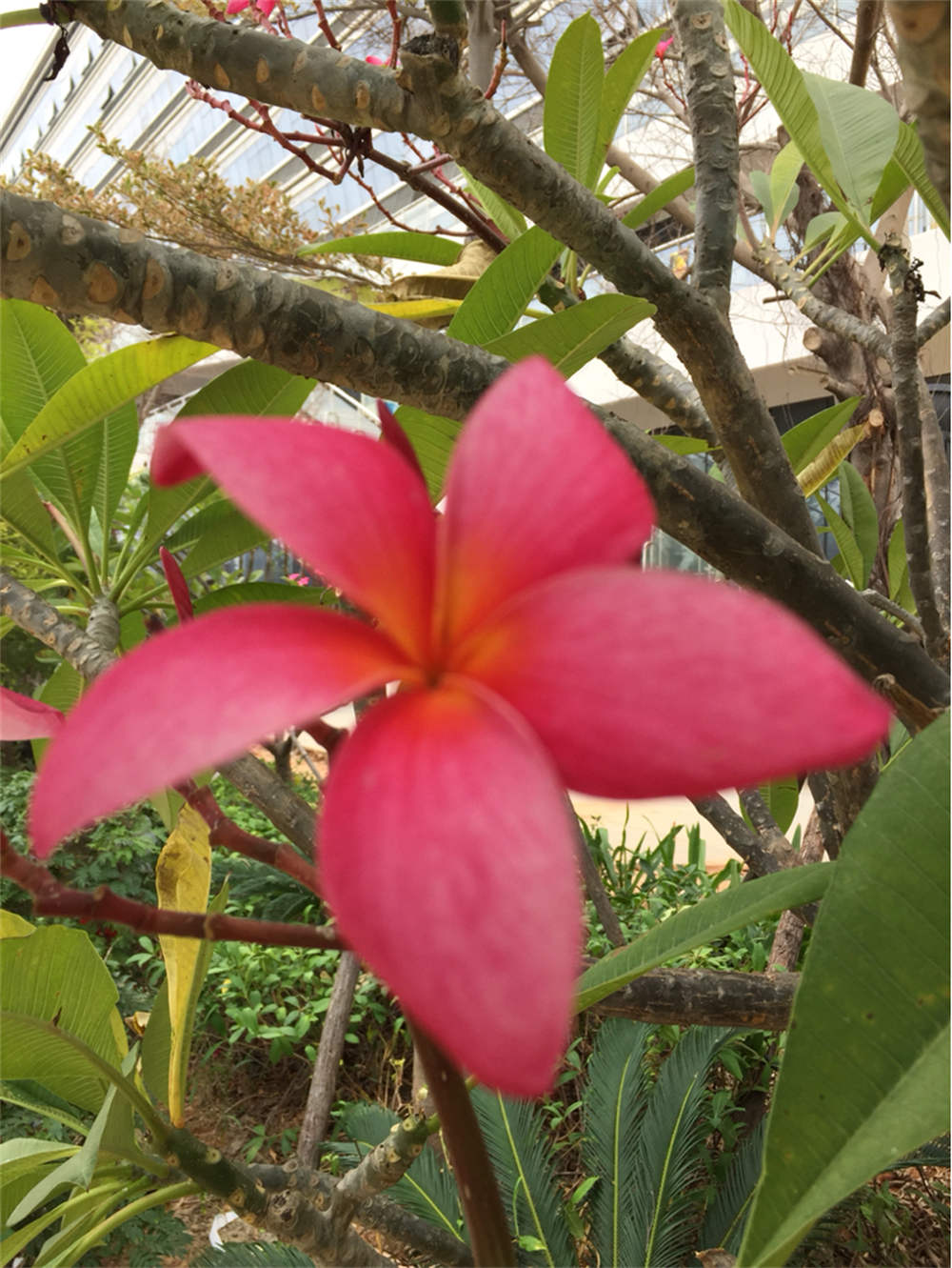 鸡蛋花