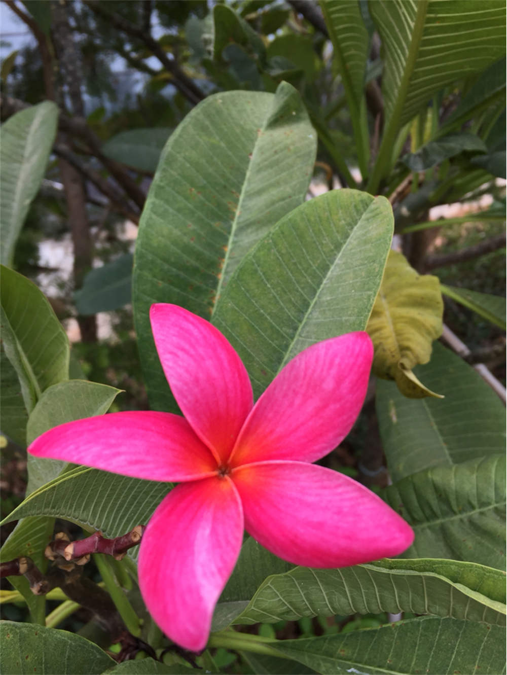 红鸡蛋花图片 花百科