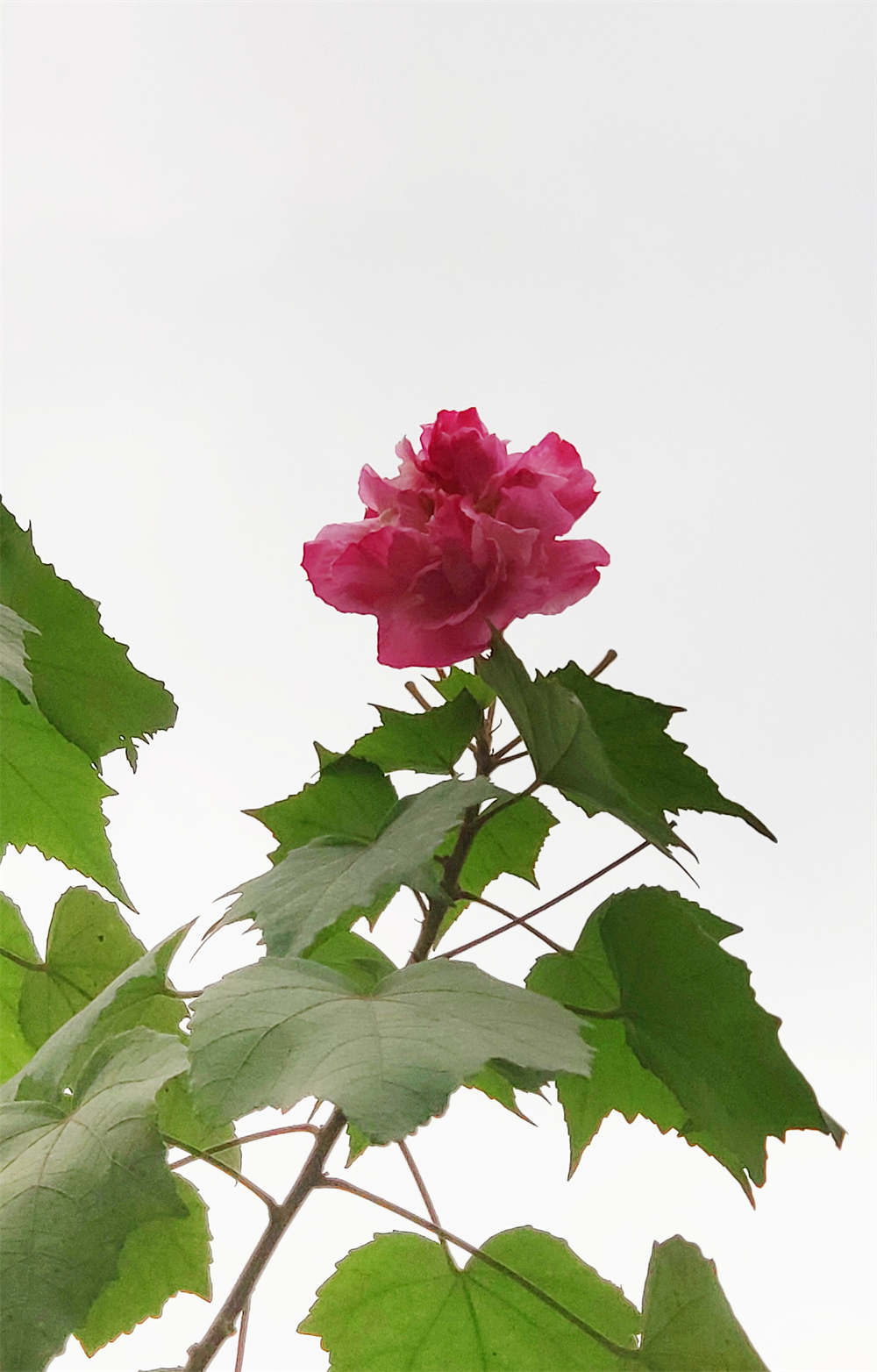 雨后木芙蓉花