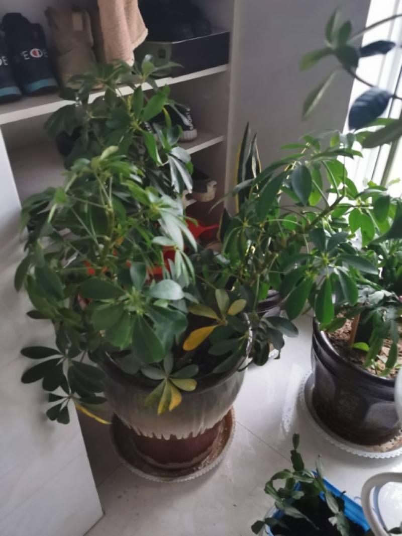 七叶莲的养殖方法