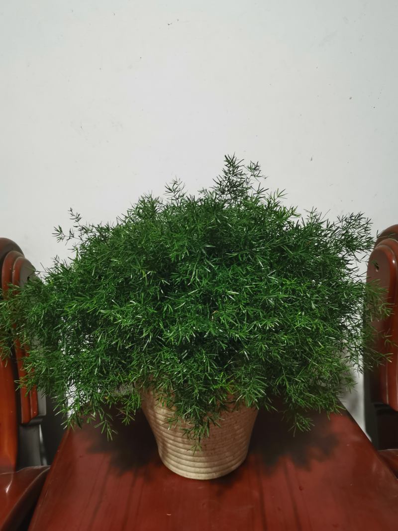 武竹的修剪方法