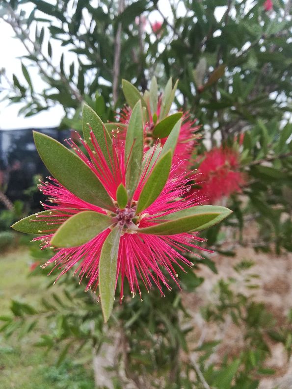 朱缨花图片