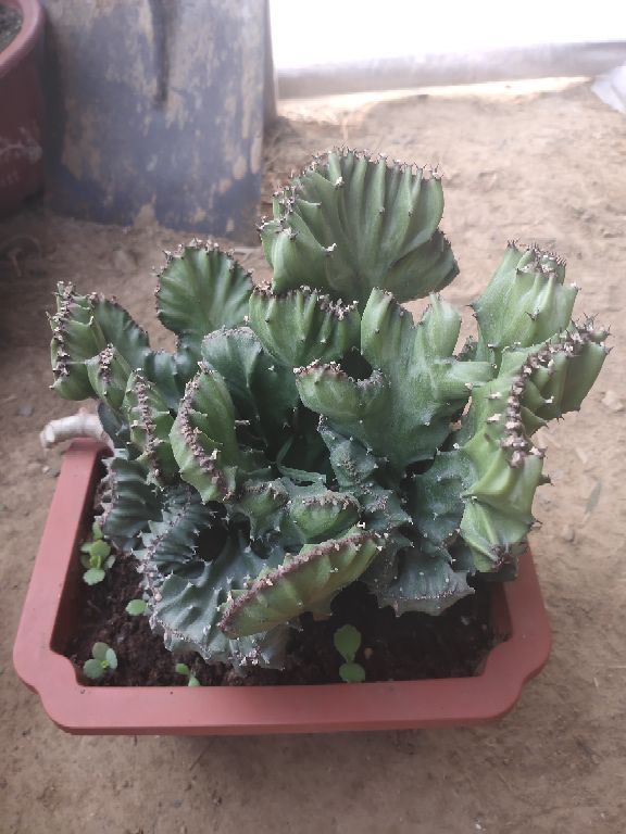 玉麒麟植物怎么养 花百科