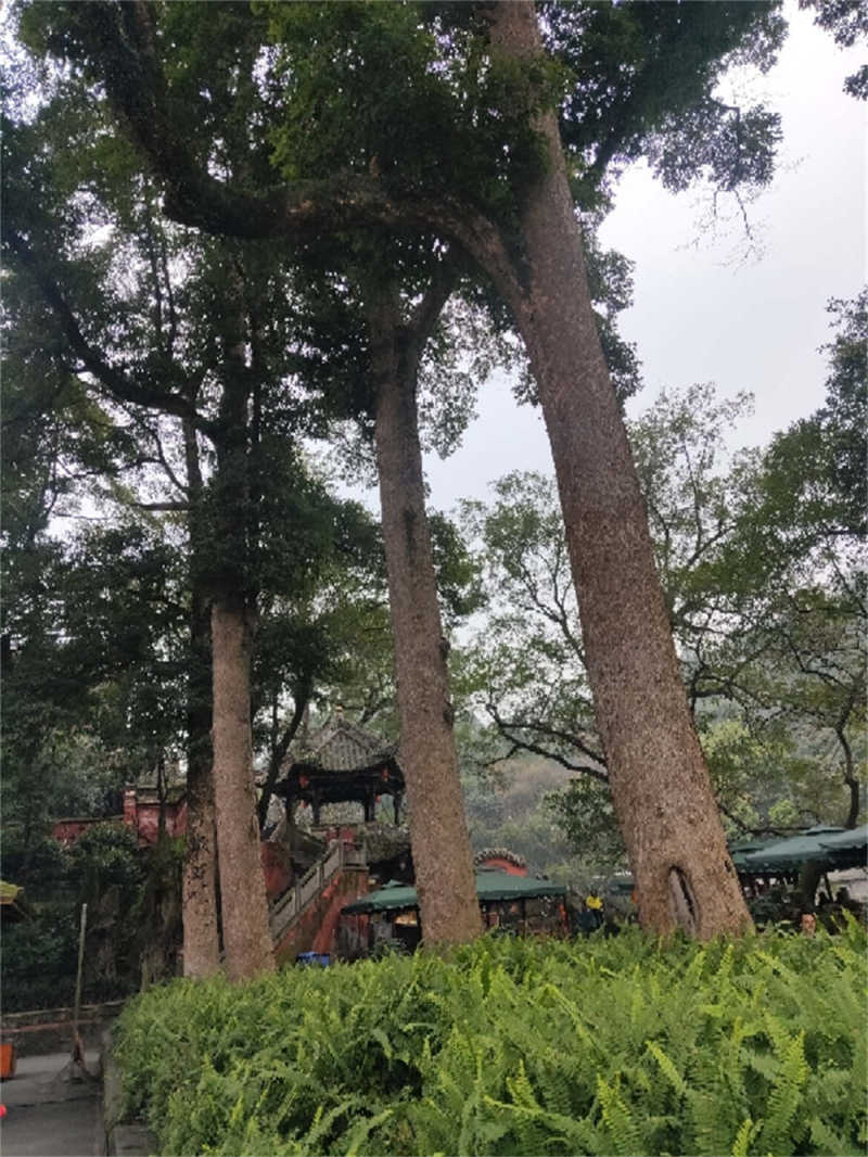 金丝楠木