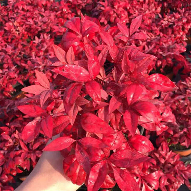 火焰南天竹的养殖方法和注意事项有哪些