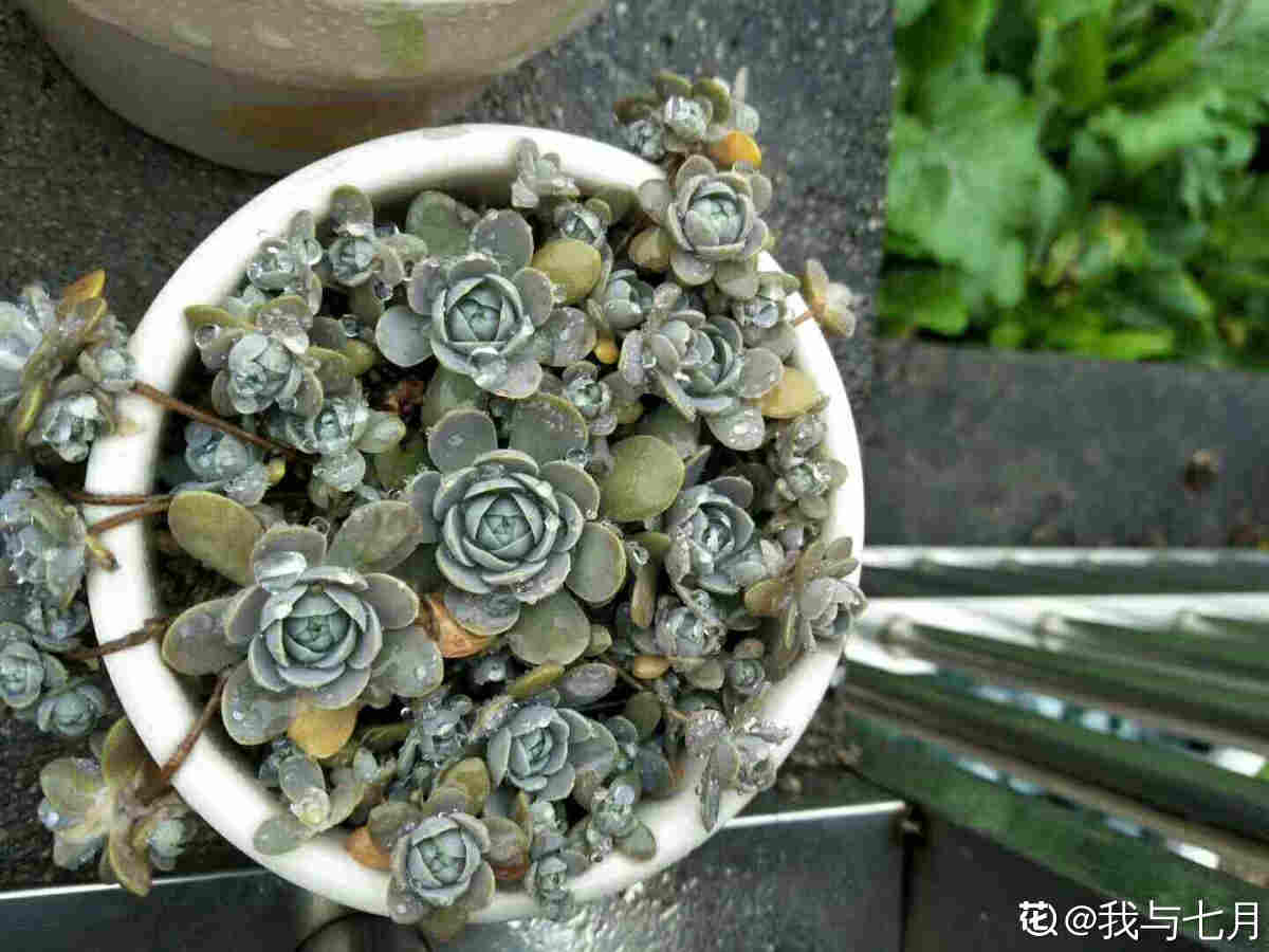 子持年华的美图