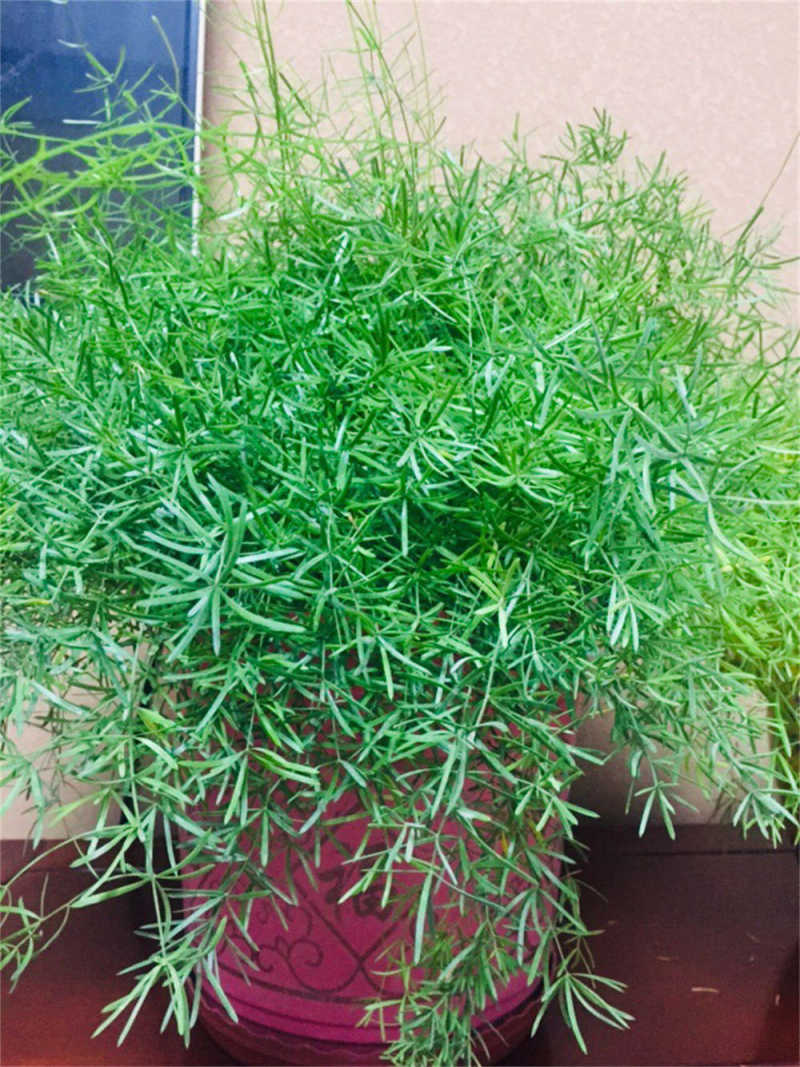 武竹的修剪方法