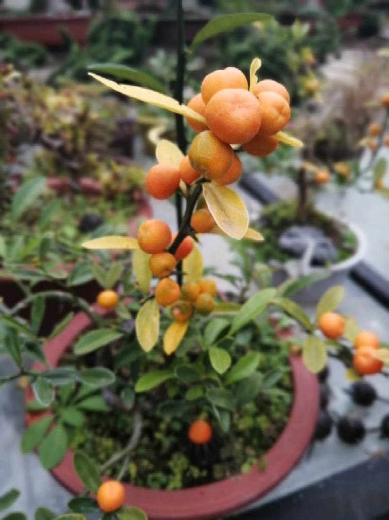 金豆盆景是什么植物