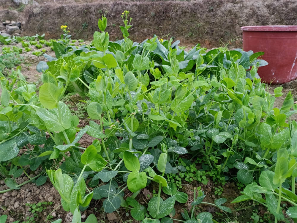 豆苗种植方法及管理 花百科