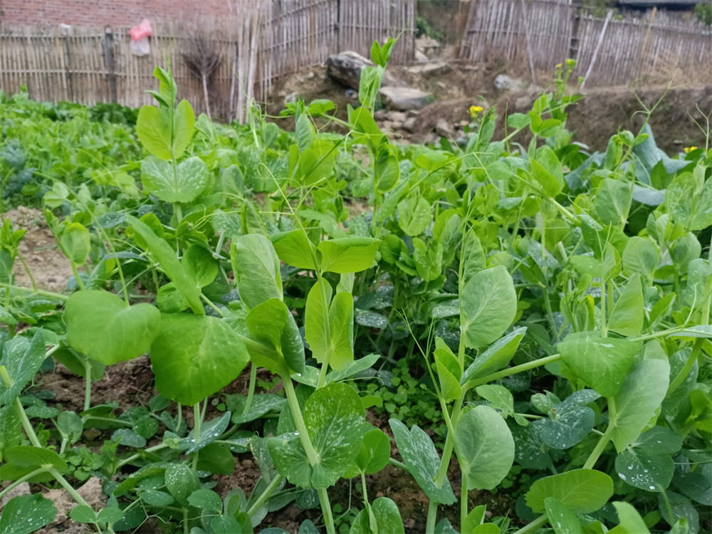 豆苗种植方法及管理 花百科