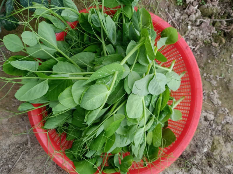 豆苗种植方法及管理