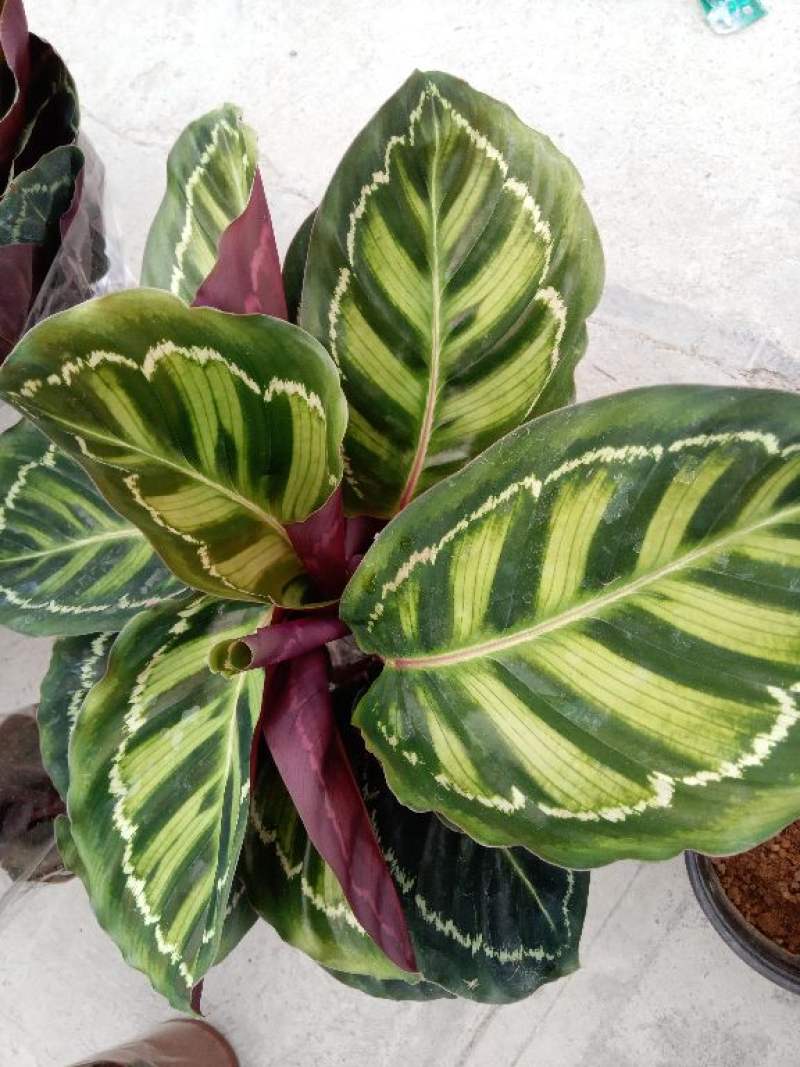 美丽竹芋的养殖方法和注意事项怎么繁殖