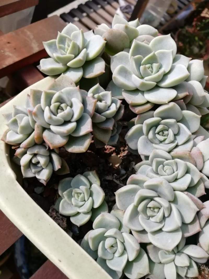 白牡丹怎么养成老桩养护时要注意什么