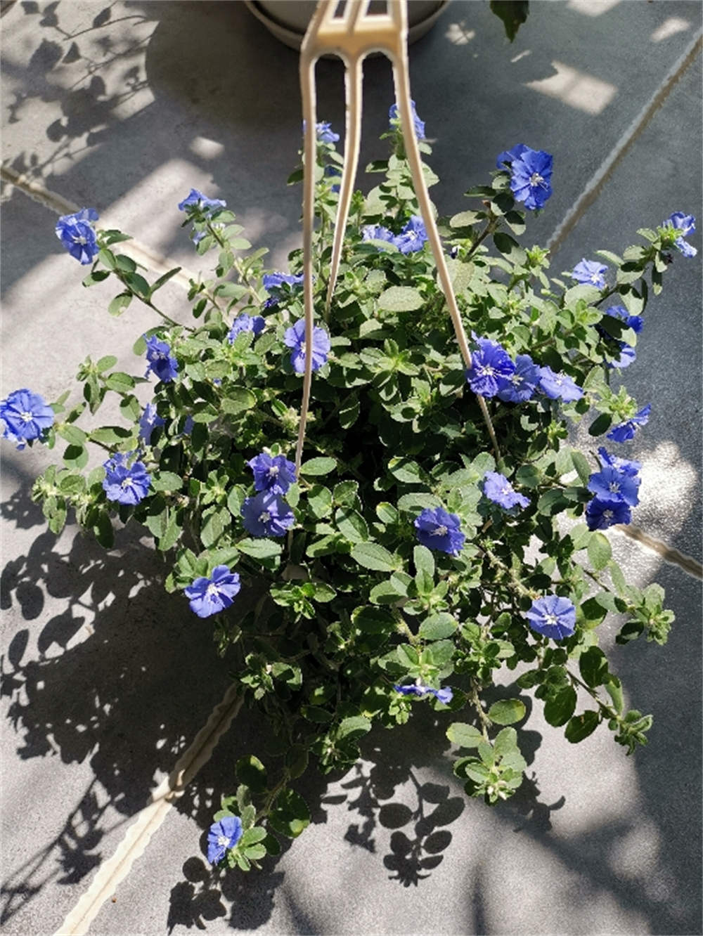 蓝星花的天空