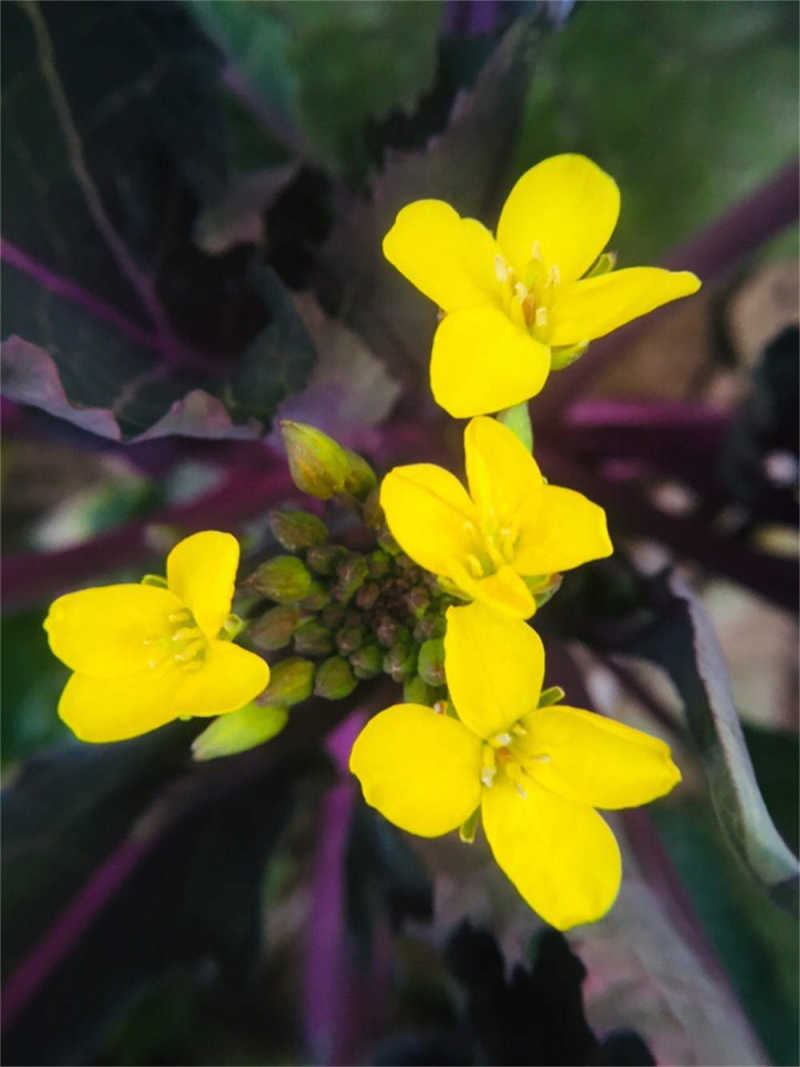 苔菜种植时间与技术