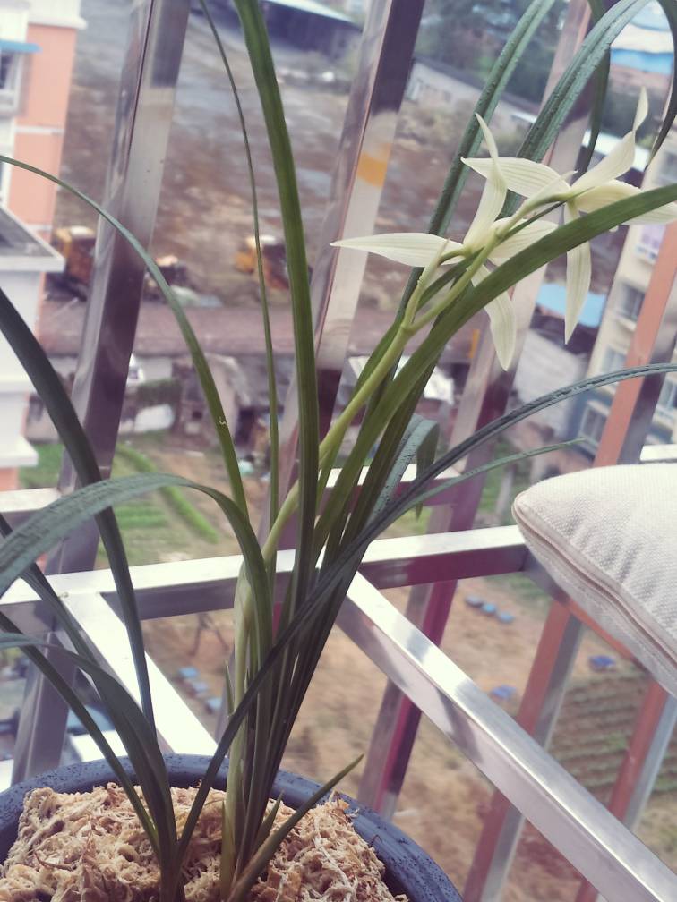 一枝雪素