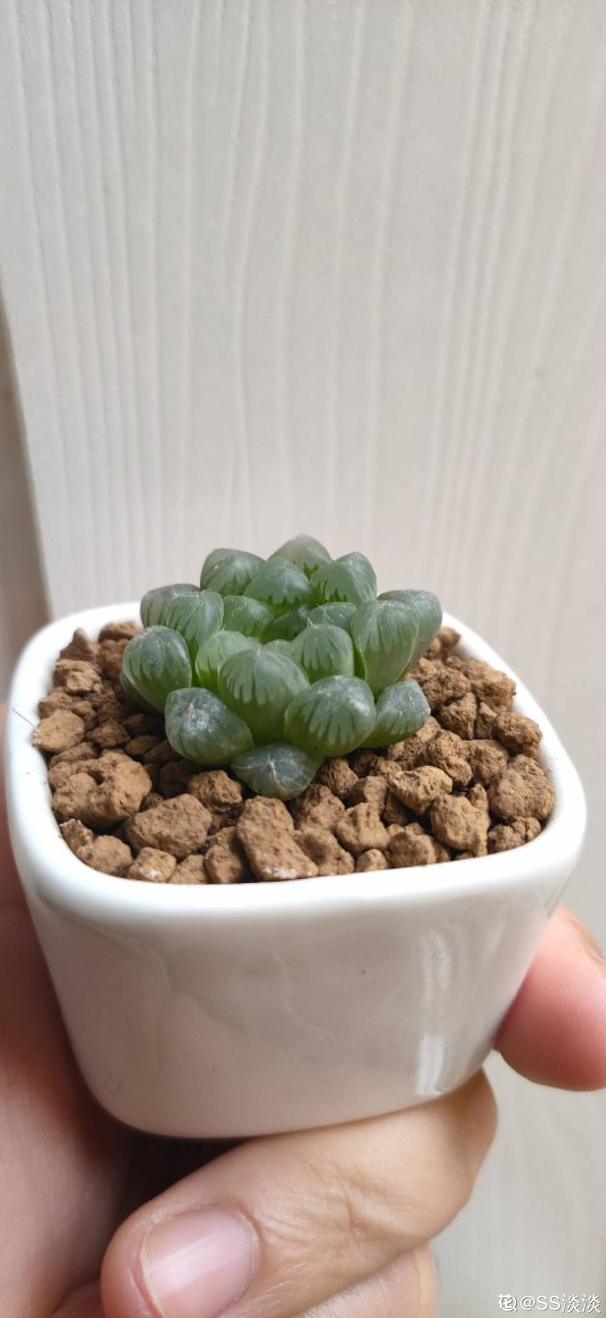 肤若凝脂,姬玉露