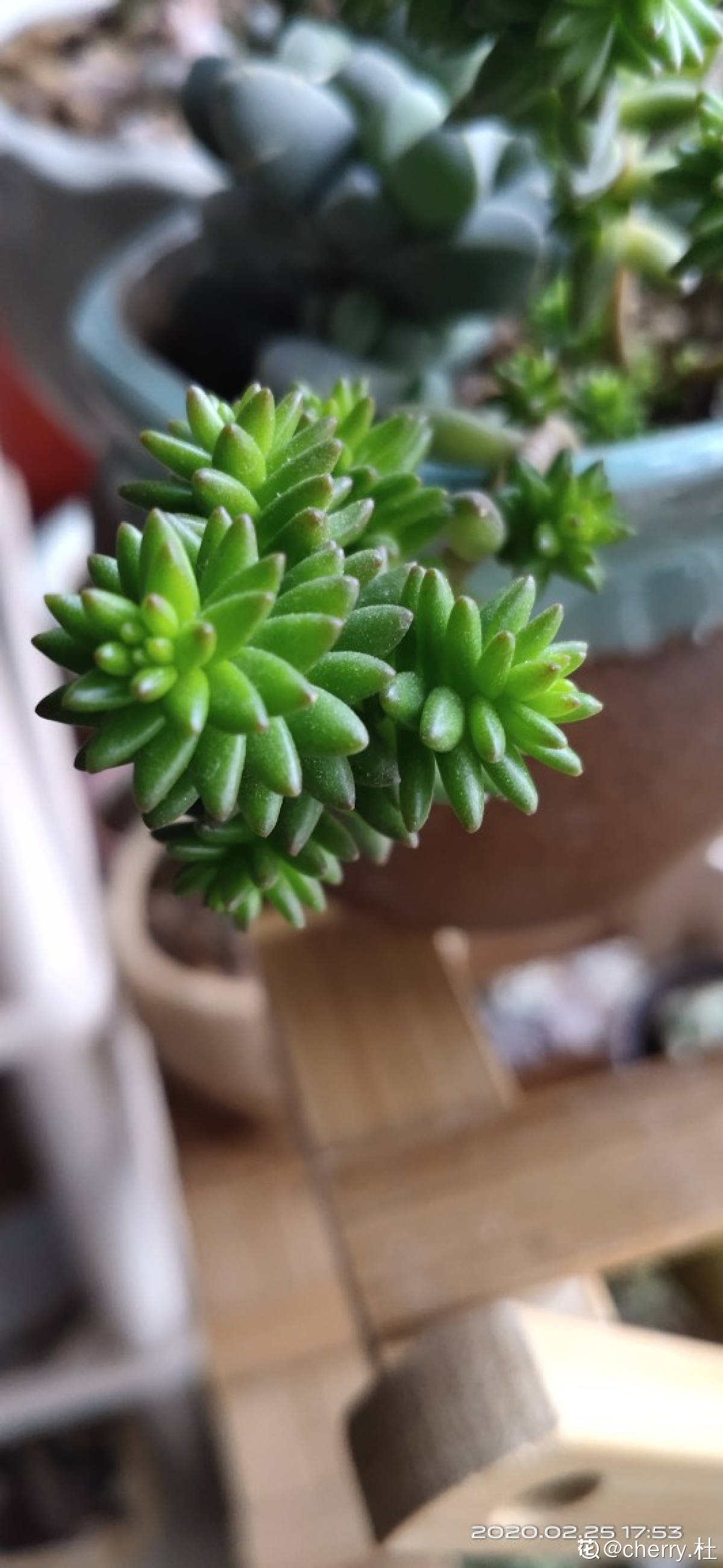 白花小松一家五口