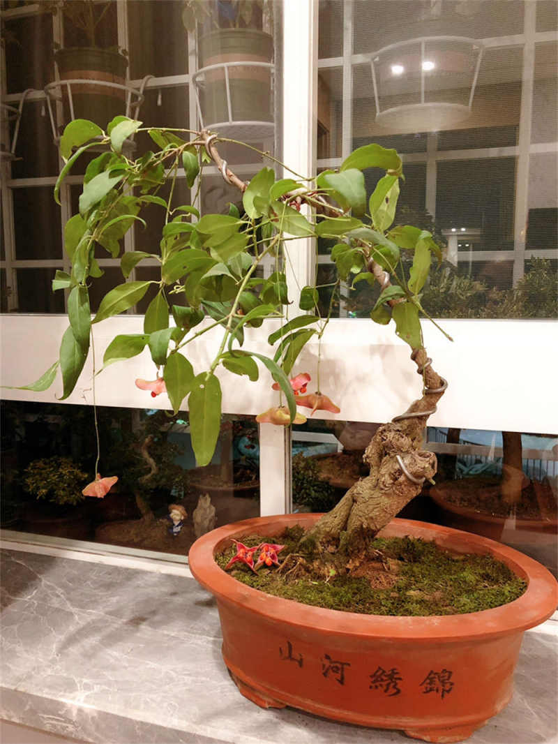 金丝吊蝴蝶的养殖方法和注意事项