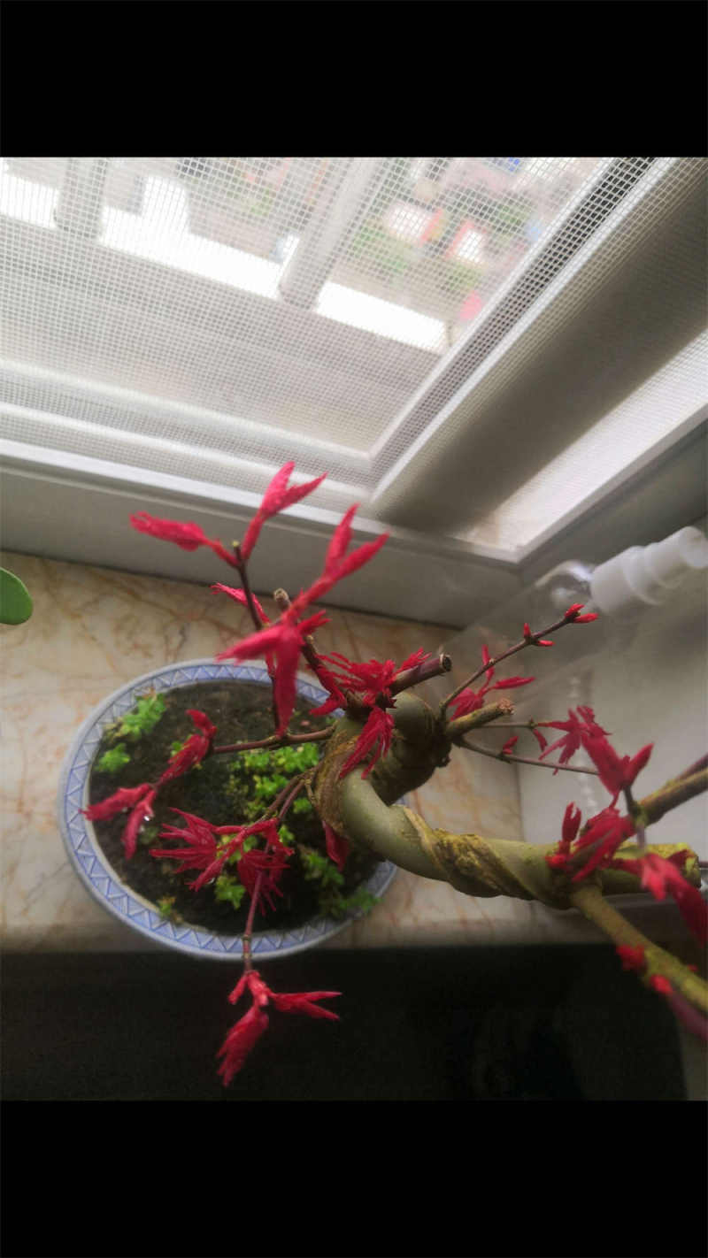 红舞姬红枫与三季红哪个漂亮