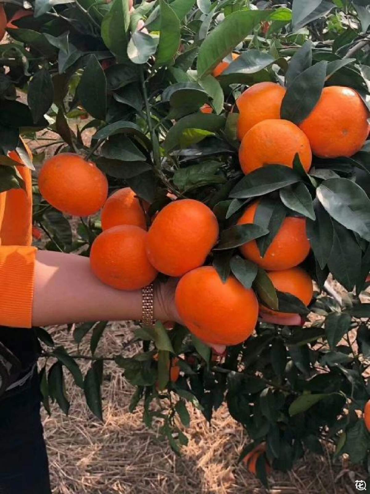 沃柑生长的最佳温度(沃柑生长的最佳温度是多少) 沃柑生长的最佳温度(沃柑生长的最佳温度是多少)