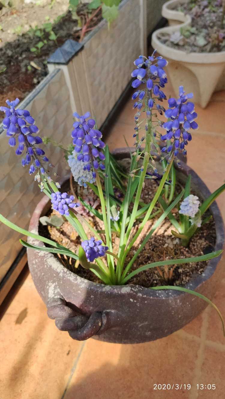 葡萄风信子的花语和寓意 花百科