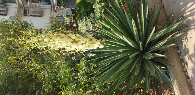 丝兰和剑麻的区别分别怎么养护