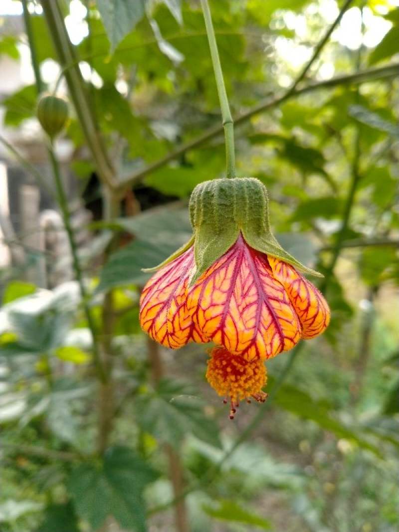 金铃花的养殖方法和注意事项