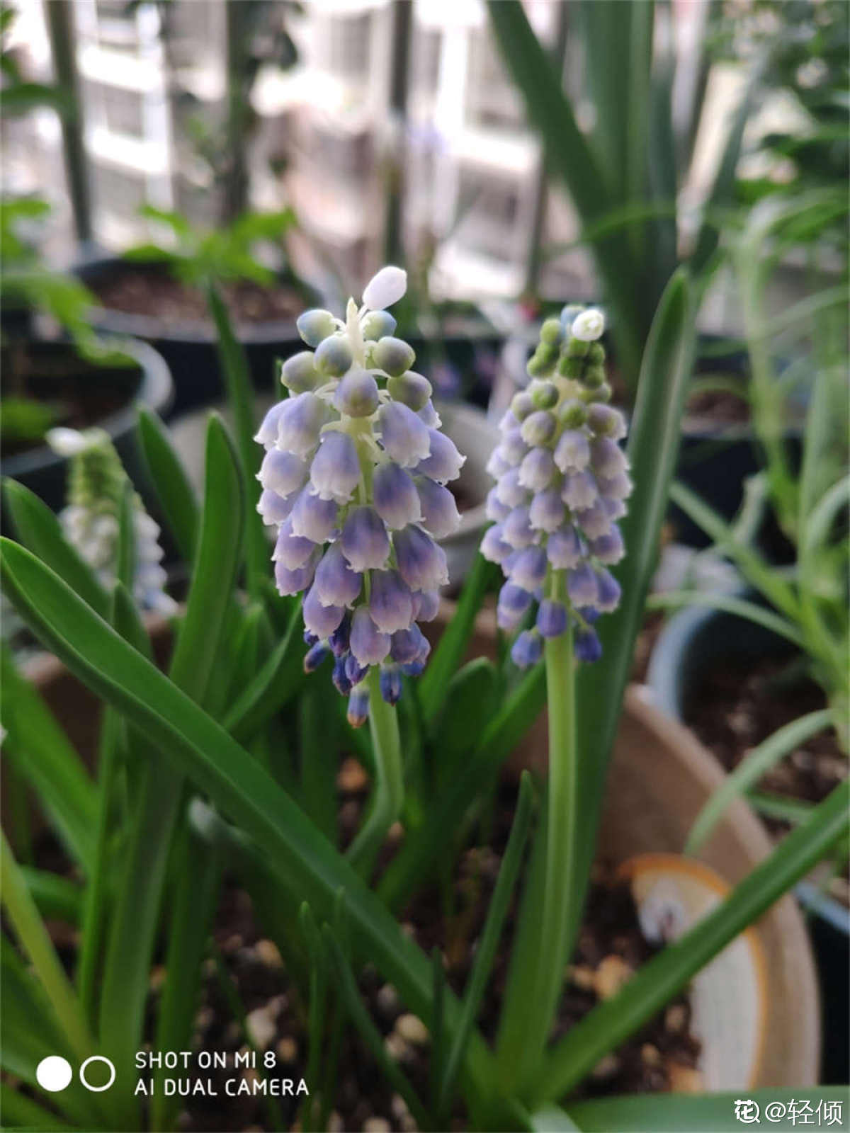 葡萄风信子的花语和寓意 花百科