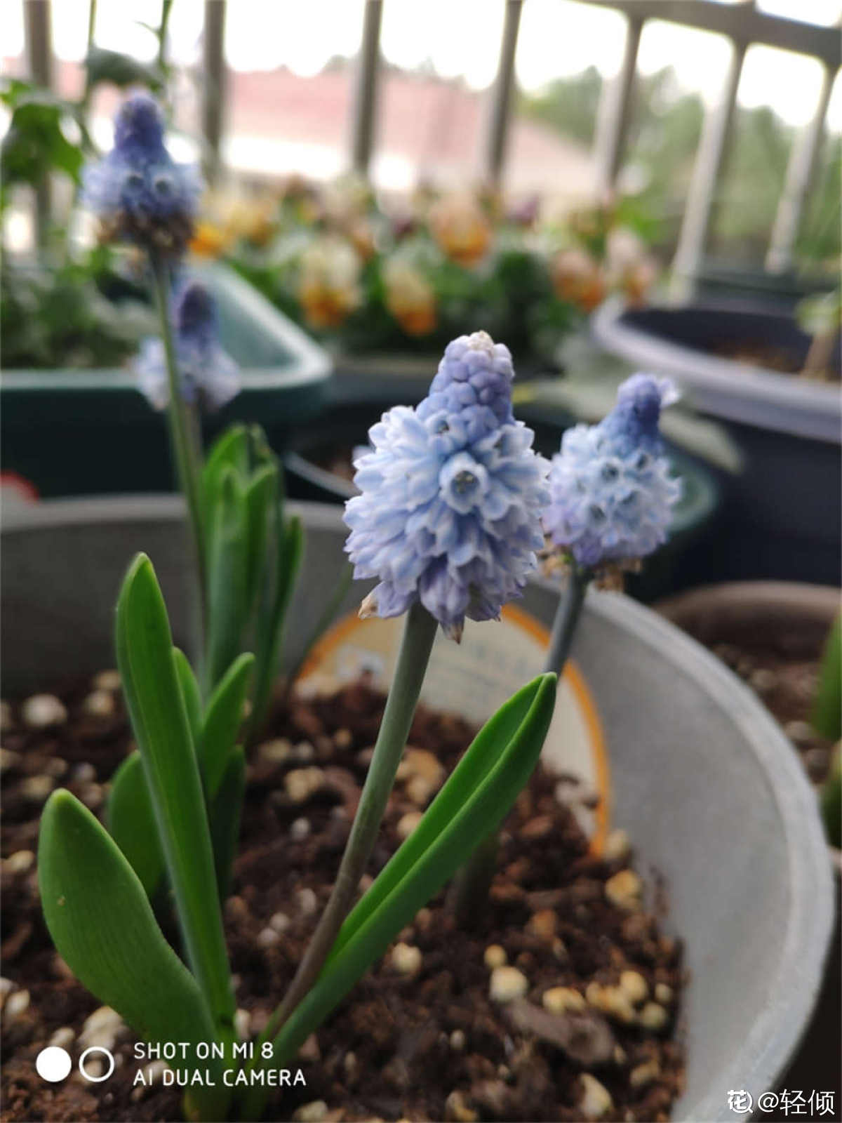 葡萄风信子的花语和寓意 花百科