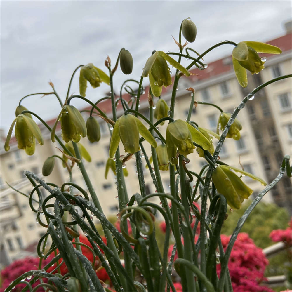 弹簧草休眠期怎么处理 花百科