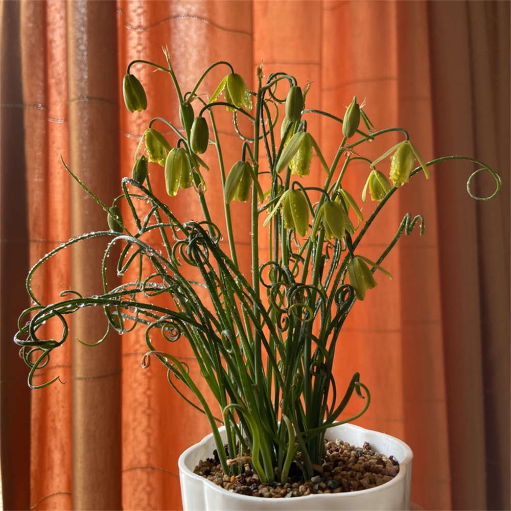 弹簧草休眠期怎么处理 花百科