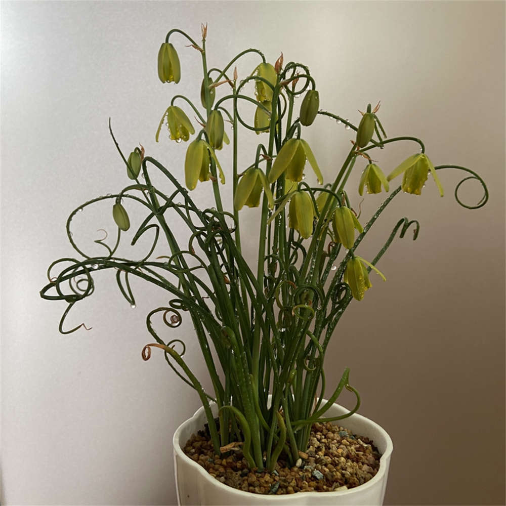 弹簧草休眠期怎么处理 花百科