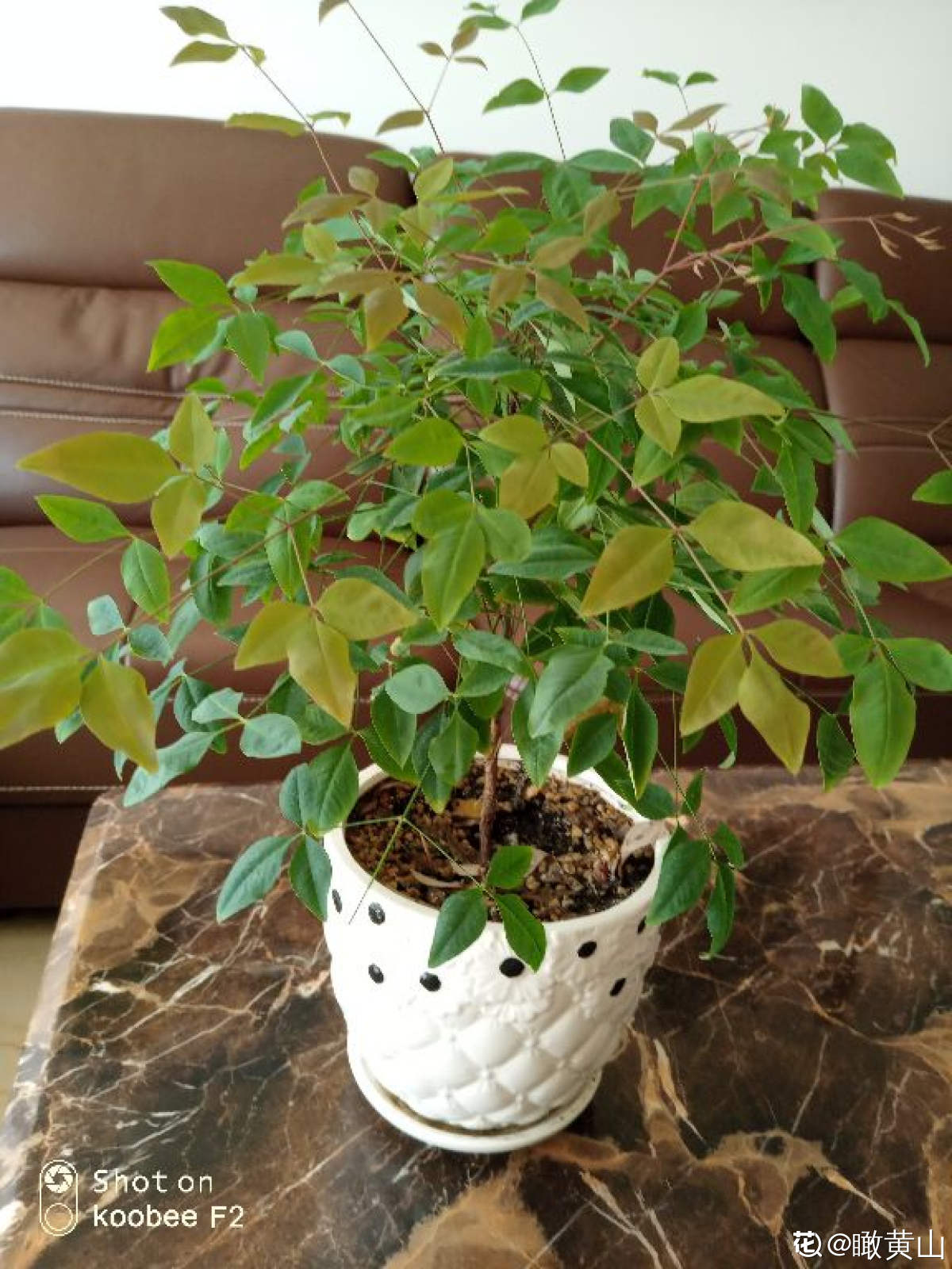 南天竹开花不结果怎么治 花百科 南天竹开花不结果怎么治 花百科